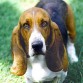 basset hound